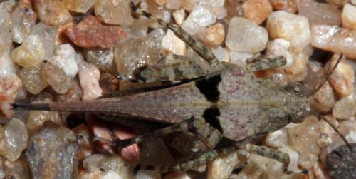 Réf. 330 982 : Paratettix meridionalis